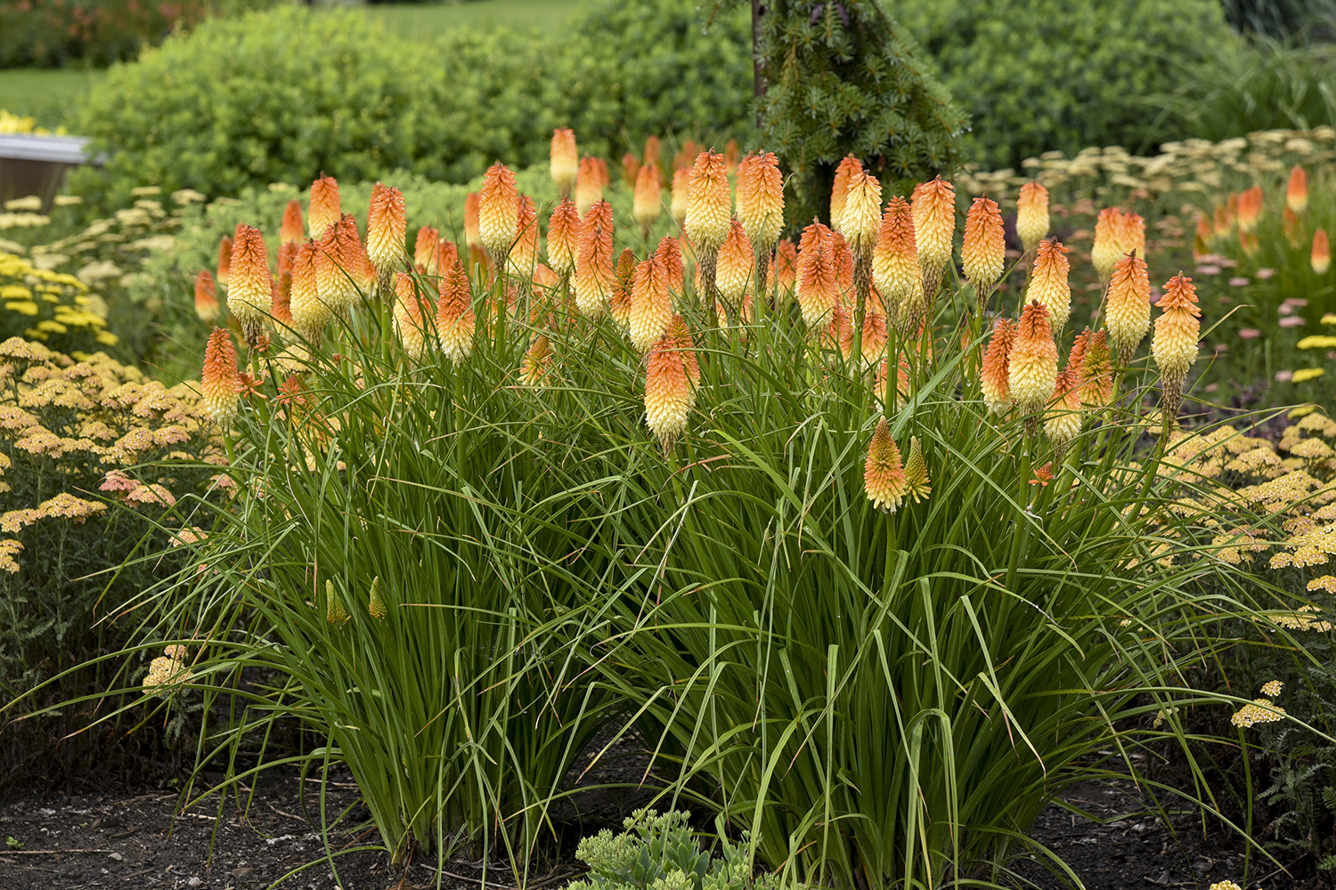 Kniphofia